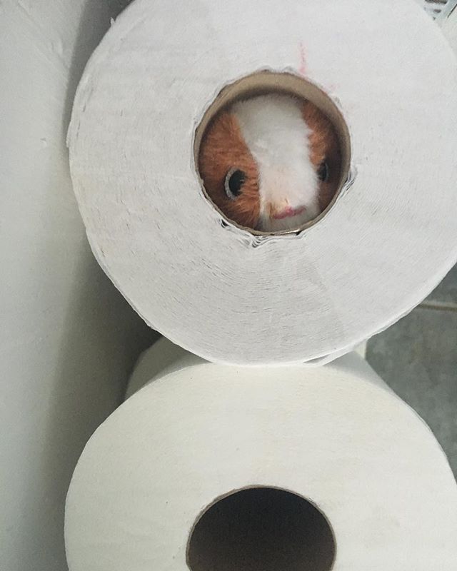 When you’re kid stuffs a mini toy guinea pig in the spare toilet paper rolls in the closet and gives you a freaking heart attack