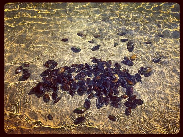 140 “pond clams” this kids “caught” today